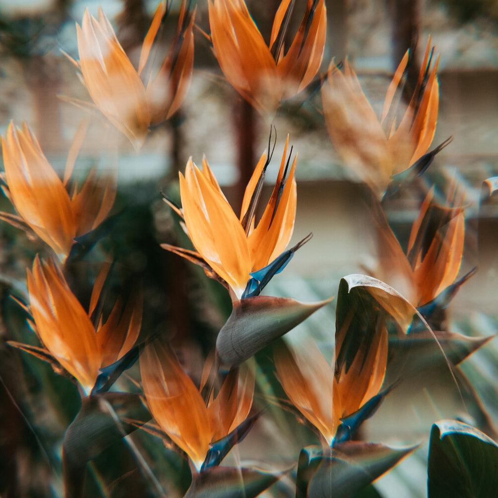 Subtle Kaleidoscope FX Rotating Lens Filter for DSLR