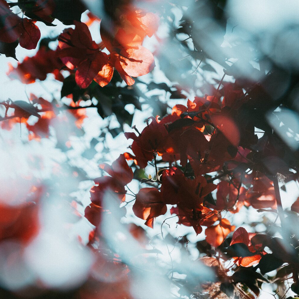 Centerfield Split Diopter FX Filter for Creative Refraction Effects